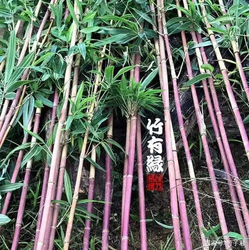 世界十大奇竹,绝了——今天终于得见!