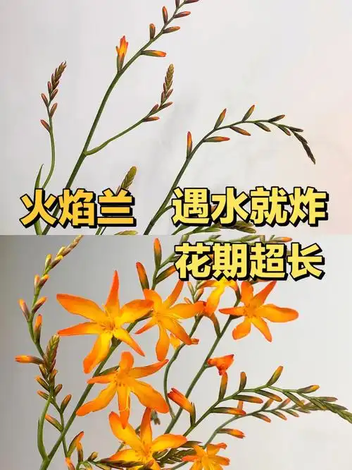 9一束98关注送时令鲜花