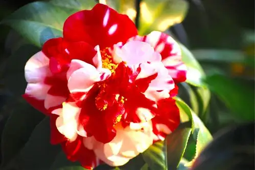 赏花(24)一一中国十大名花之山茶