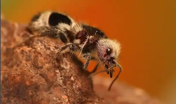 常见的蚂蚁图片集,蚂蚁虽小种类也不少