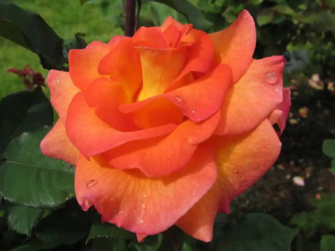 火焰月季花叶子干枯怎么办 火焰月季花叶子干枯是由于多种原因引起的