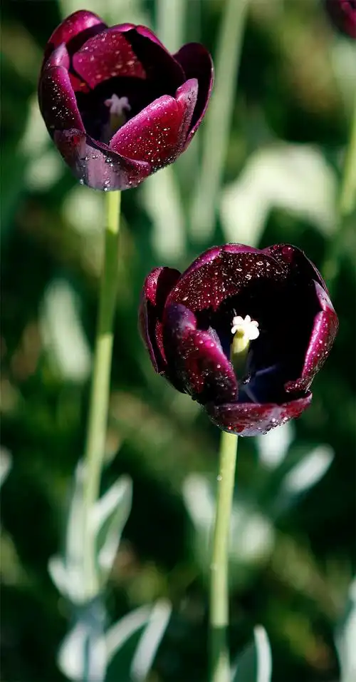 [图片]黑郁金香