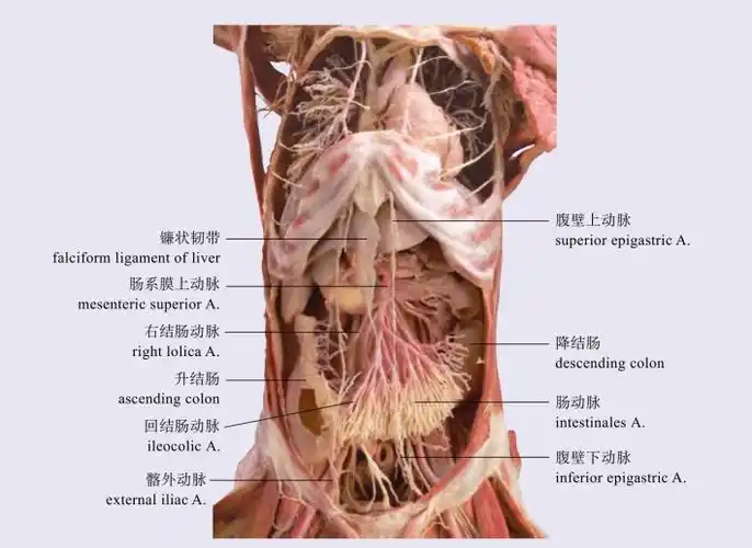 腹腔脏器及血管腹部外科手术解剖