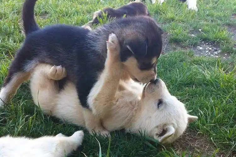 两只狗子玩亲亲这波恩爱秀得有点辣眼睛