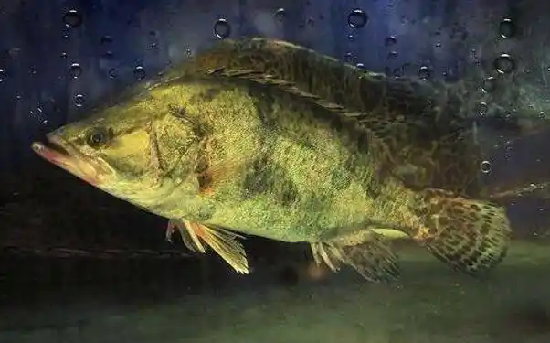 花鱼又叫什么鱼