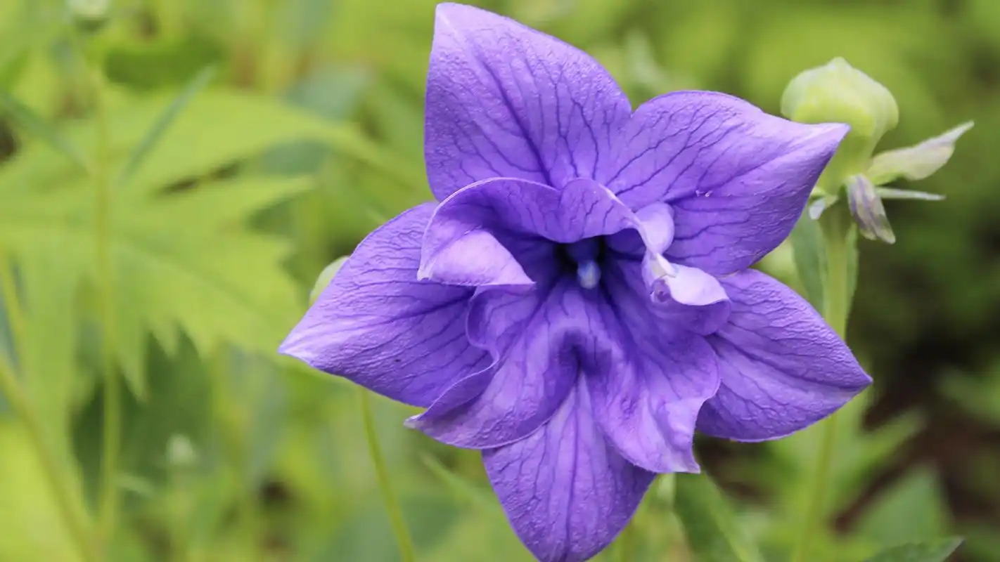 一朵蓝紫色的桔梗花