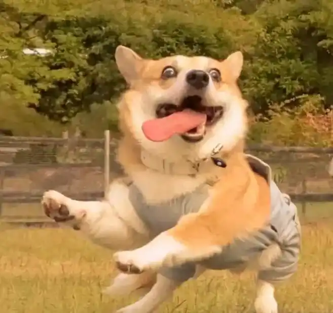 萌宠头像 #狗狗 #治愈系 #这样的小奶狗谁不爱 - 抖音