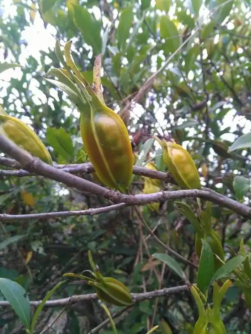 黄栀子多少钱一斤(栀子对性功能的影响)