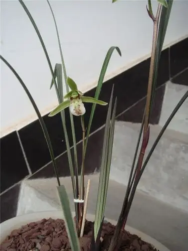 紫秀之美-茶余兰后-中国兰花交易网社区