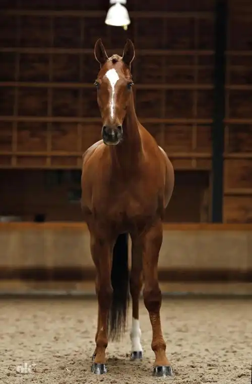 出征!东京奥运中国马术队三项赛队战马名单揭晓