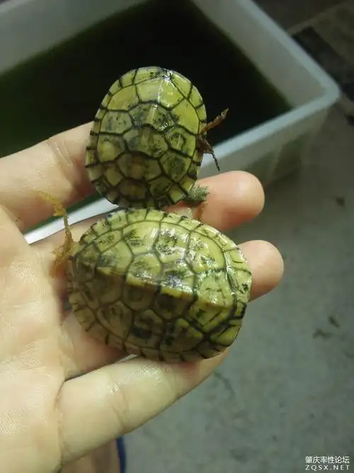 瑕疵皖南金头小青龟一对,喜欢90带走