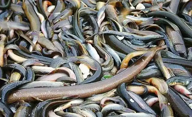 农村野生的泥鳅最大能长到几斤你见过最大的泥鳅多大