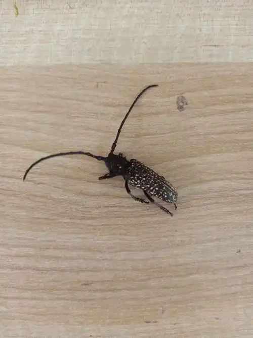 昆虫记——桑天牛