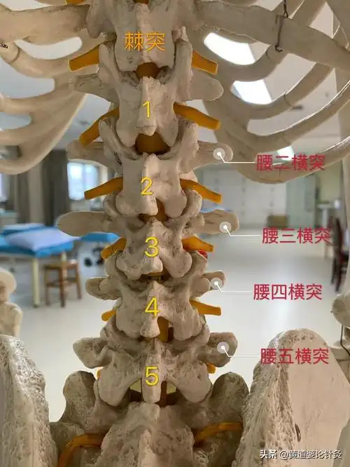 中医针灸:腰椎横突的精准定位及针刺方法您知道吗?干货来了