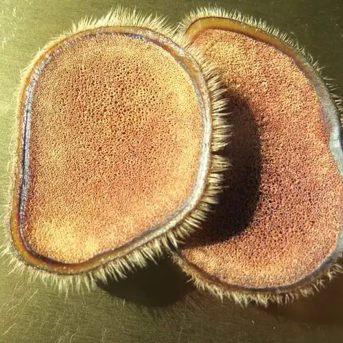 青山鹿业 鹿茸片礼盒