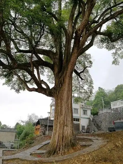 我国最大的三棵金丝楠树:价值不菲,被风吹断的树枝就卖了四十万
