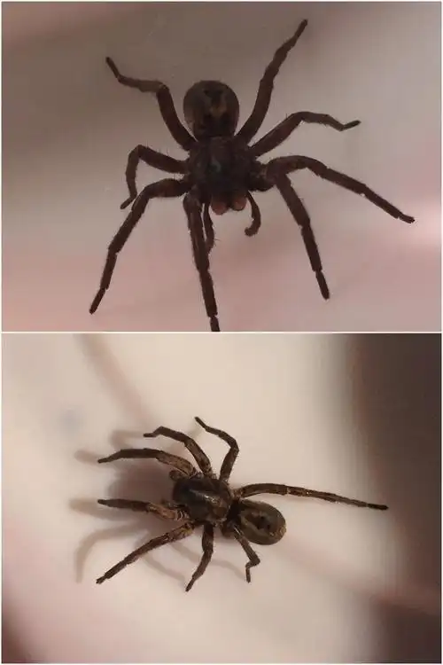 请问这种蜘蛛叫什么名字