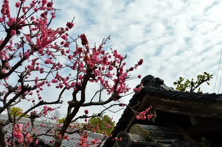 日本奈良居民院落里,初春的樱花出墙外.