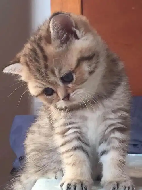 英短金渐层虎斑有偿领养