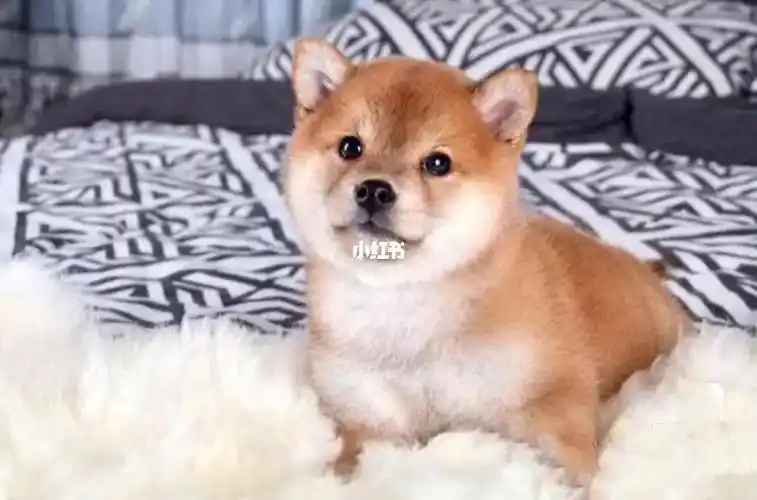 纯种柴犬幼犬领养价找新家咯!