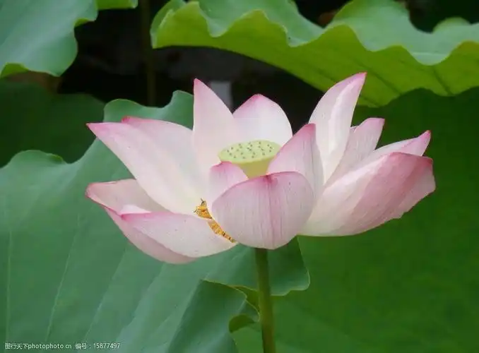 荷塘荷花图片图片-图行天下图库