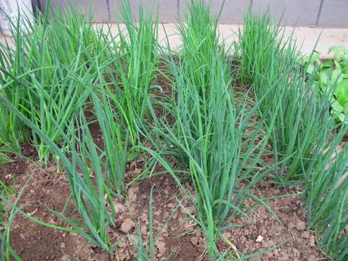 香葱南京农家自种带根小葱四季葱头葱根葱苗葱类