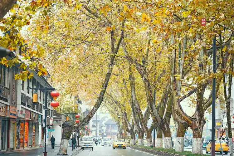 南京梧桐树大道