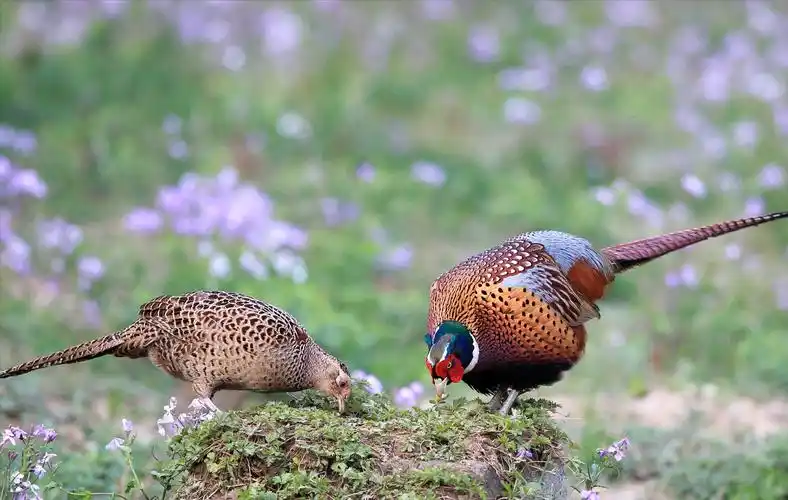 回顾野外的鸡就是野鸡把家养的鸡放到野外它们会变成野鸡吗