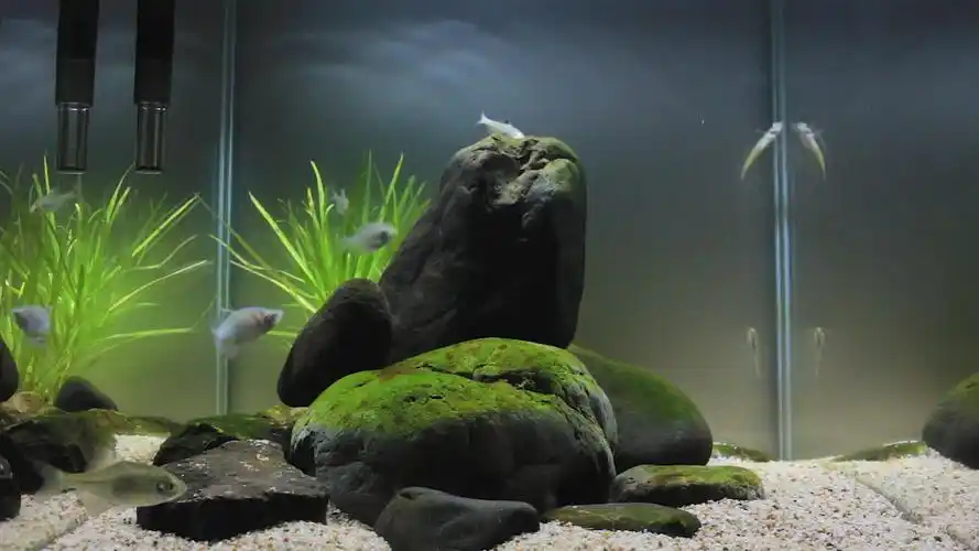 [30缸的历史] 小型原生溪流缸造景 预告短片