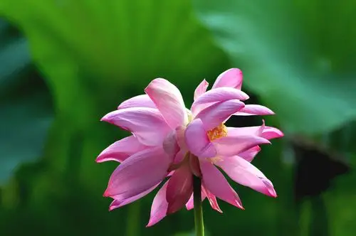 见证荷塘并蒂莲花开