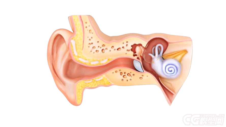 人物医学解剖耳朵模型
