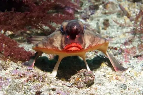 红唇蝙蝠鱼…爱了…上头了