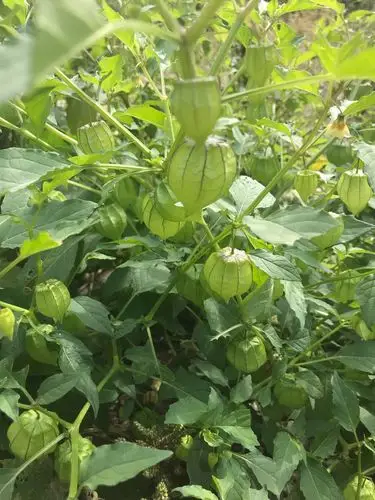 灯笼果,小时候的山间地头就是我们的零食