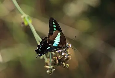 蝴蝶_马鞭草_高清图片_全景视觉