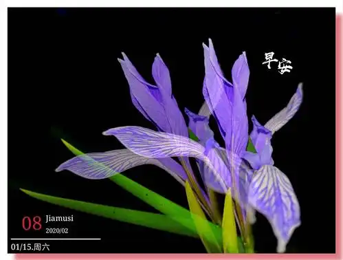 兰花草一一代表高洁,典雅,爱国和坚贞不渝!