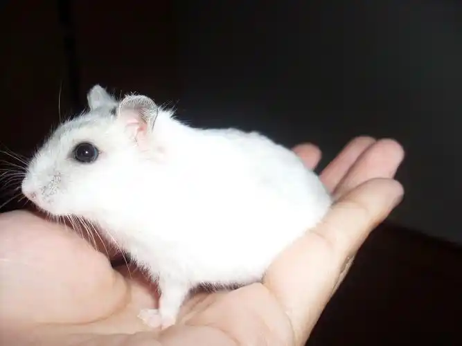 8o1p">仓鼠在冬天随着阳光的照射毛色会有一半野生三线色转变成白色