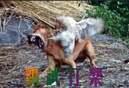 有了这套表情包,我就是鸡年斗图之王!