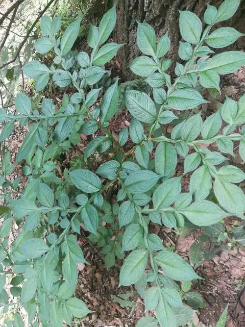 多须公可发汗,密蒙花能亮眼.