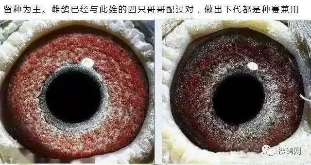 经典,可以参考的鸽眼配对实例!