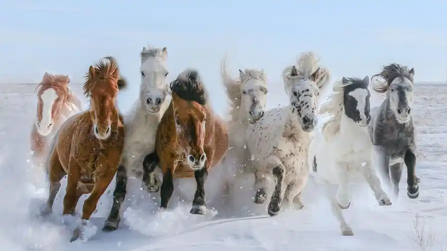 蒙古马魂—剑舞麦田摄影作品欣赏