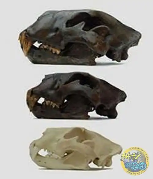 13000年前的狮子头骨化石