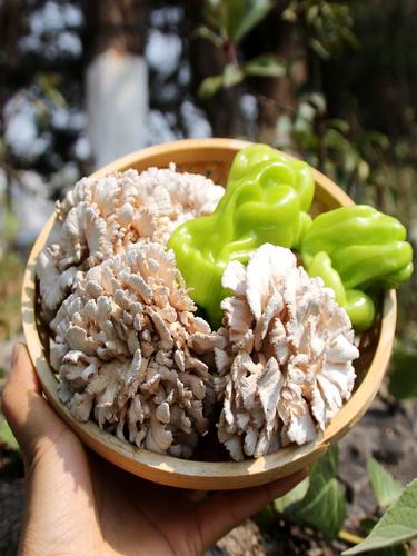 新鲜白参菌 云南土特产食用菌菇 非干货雪莲菌 精选新鲜500g 包邮