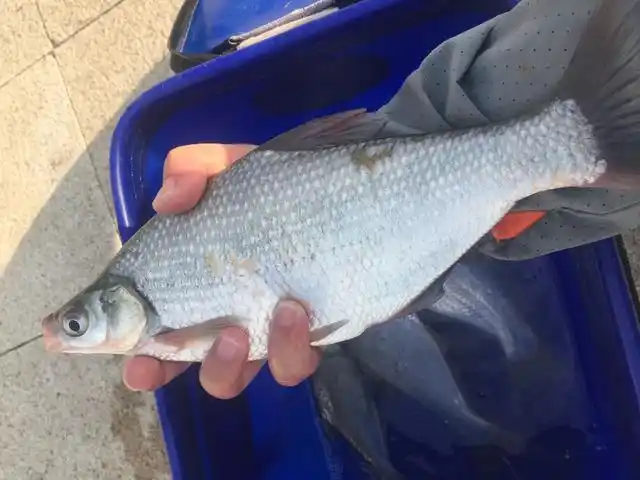 江鳊垂钓全攻略喜欢江钓的朋友不要错过