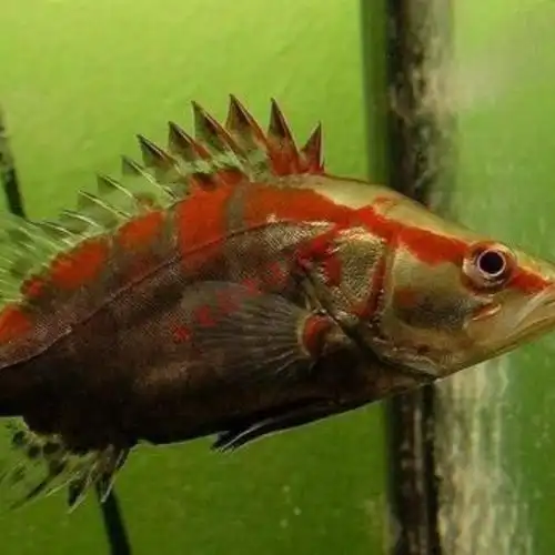 观赏鱼红纹鳜鱼活体桂花鱼翘嘴鳜鱼淡水冷水鱼苗贵鱼桂鱼肉食性鱼 红