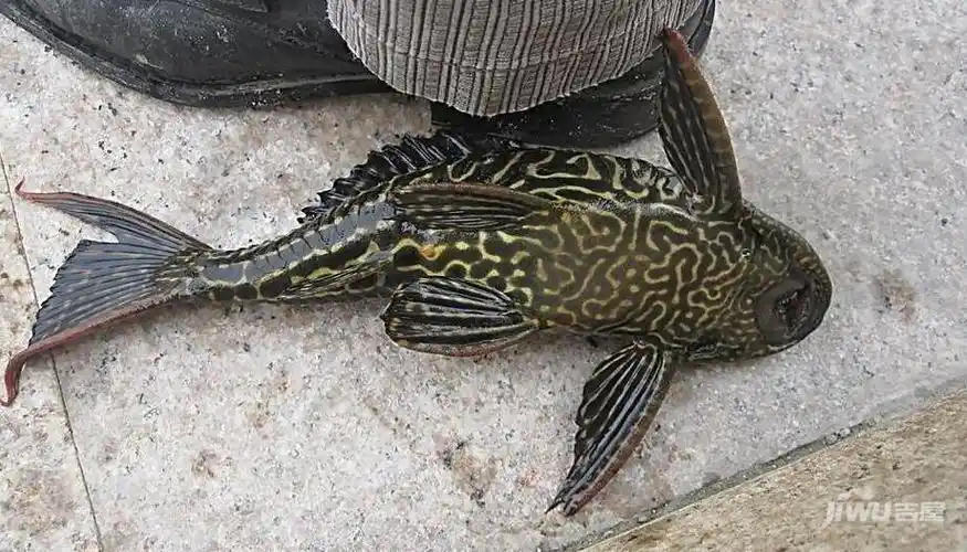 清道夫鱼的基本简介