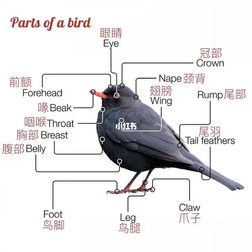身体各个部位的英文:eye:眼睛forehead:前额beak:喙throat:咽喉breast
