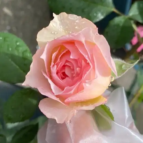 粉色系的月季们