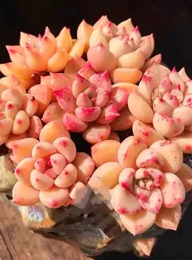 大颗粉色璀璨老桩趣味好养多肉植物办公室内花卉盆栽阳台防辐射