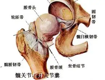股骨头是哪个部位