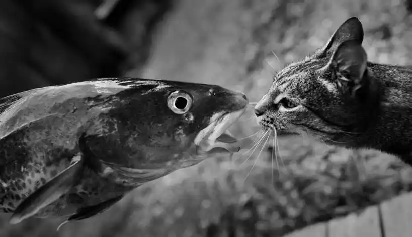 海鲜,无人,吻,横图,黑白,室外,特写,白天,正面,石头,宠物,猫,阴影